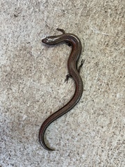 Hemiergis decresiensis