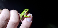Hyla japonica
