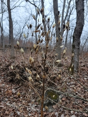 Frasera caroliniensis