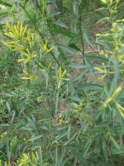 Cestrum parqui