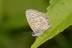 Leptotes trigemmatus