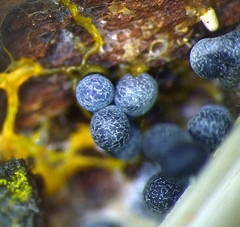 Badhamia utricularis