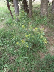 Cestrum parqui