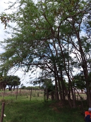 Gleditsia triacanthos