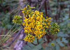 Packera sanguisorbae