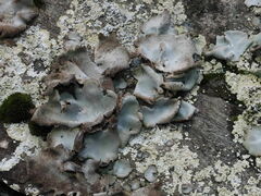 Umbilicaria hirsuta