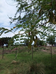 Gleditsia triacanthos