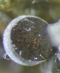 Badhamia utricularis