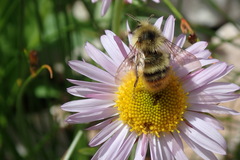 Bombus mixtus