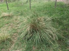 Poaceae