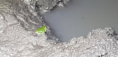Hyla japonica