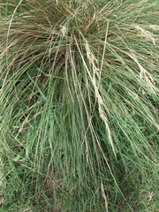 Poaceae