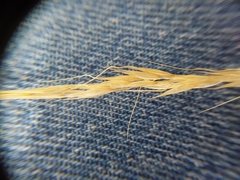 Poaceae