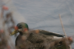 Anas rubripes × platyrhynchos