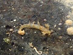 Bornella stellifera