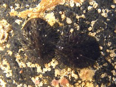Cellana