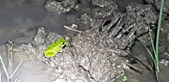 Hyla japonica