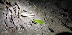 Hyla japonica