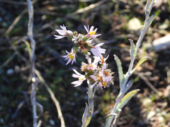 Corethrogyne filaginifolia