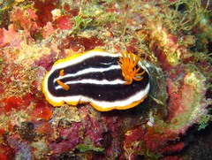 Chromodoris africana