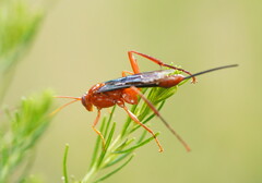Lissopimpla excelsa