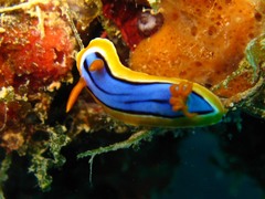 Chromodoris hamiltoni