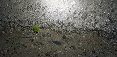 Hyla japonica