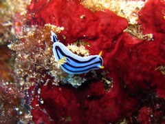 Chromodoris lochi