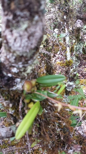 Bulbophyllum leptostachyum image