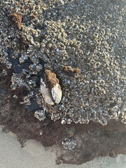 Anthopleura elegantissima