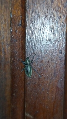 Naupactus auricinctus