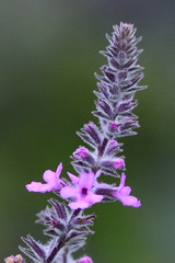 Aloysia macrostachya