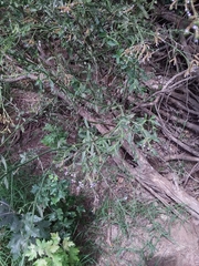 Verbena
