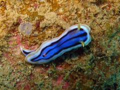 Chromodoris
