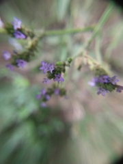 Verbena