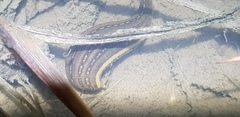 Whitmania pigra