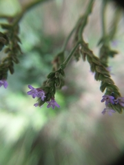 Verbena