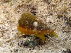 Conus namocanus