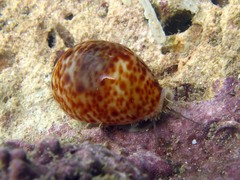 Cypraeidae