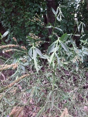 Verbena