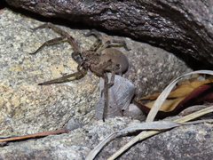 Heteropodinae
