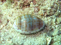 Cypraeidae