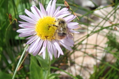 Bombus mixtus