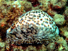 Cypraea tigris