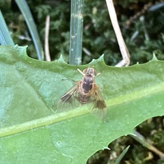 Chrysopilus