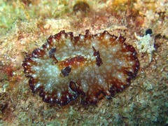 Discodoris boholiensis