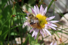 Bombus mixtus