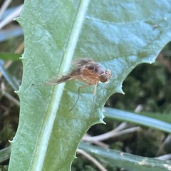 Chrysopilus