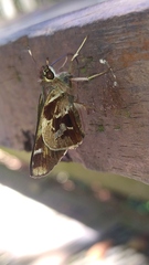 Thespieus aspernatus