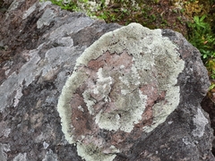 Arctoparmelia centrifuga